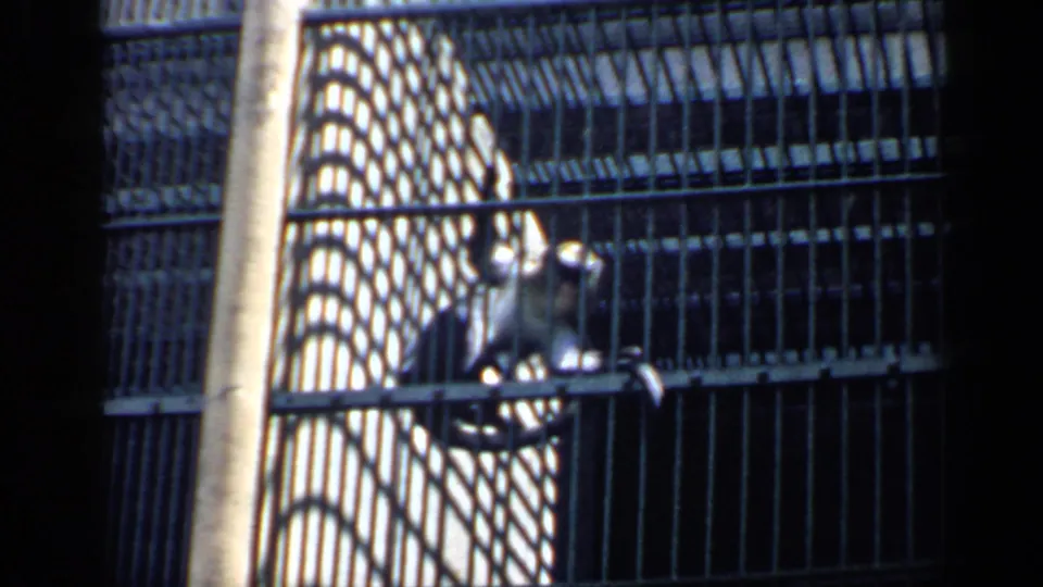 1957 Chicago animal park frame showing a primate behind metal cage bars, with fence shadows and enclosure structure visible.