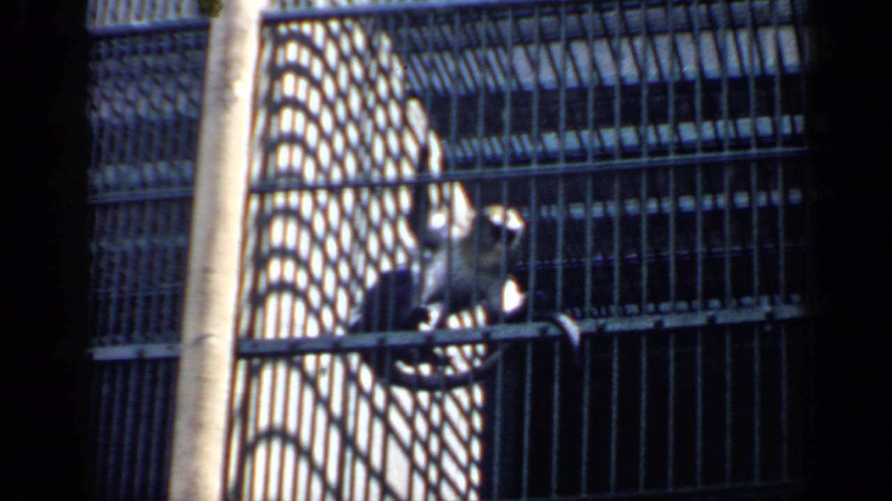 Monkey climbing vertical bars inside a metal cage.