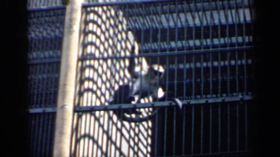 Dark-furred monkey climbs the bars of a metal cage in 1957 Chicago home-movie footage.