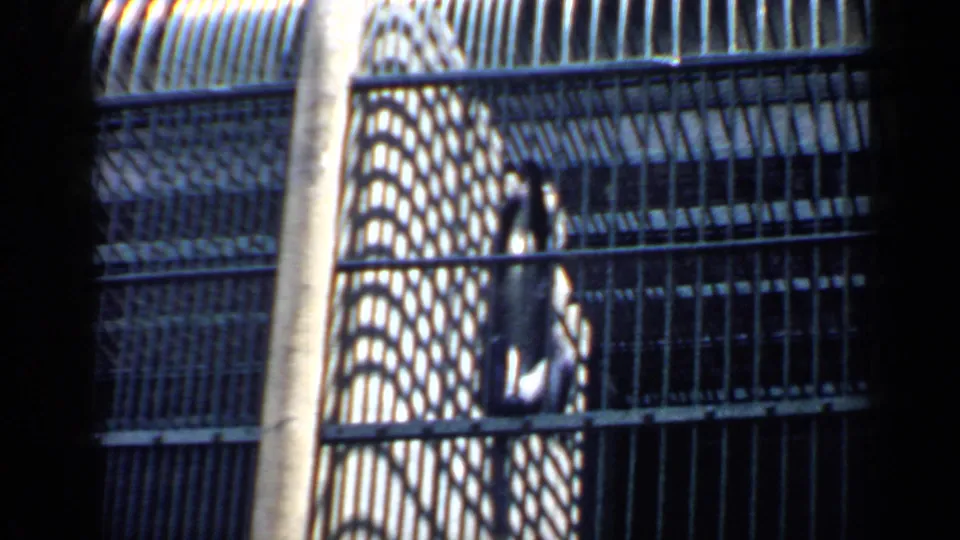 A monkey stands or climbs upright behind cage bars in the 1957 Chicago animal-exhibit scene.