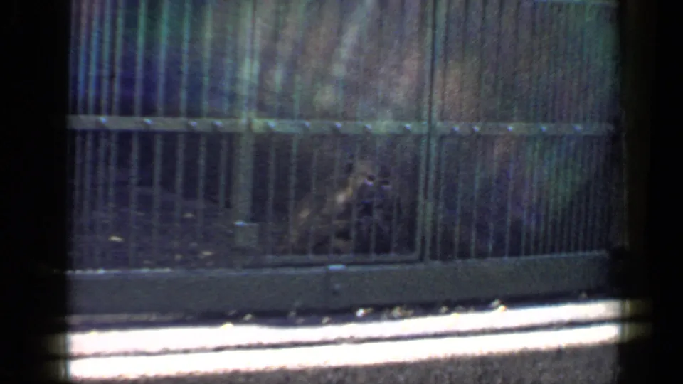 The monkey is low in a shadowed cage area, with bars and a concrete ledge visible in the frame.