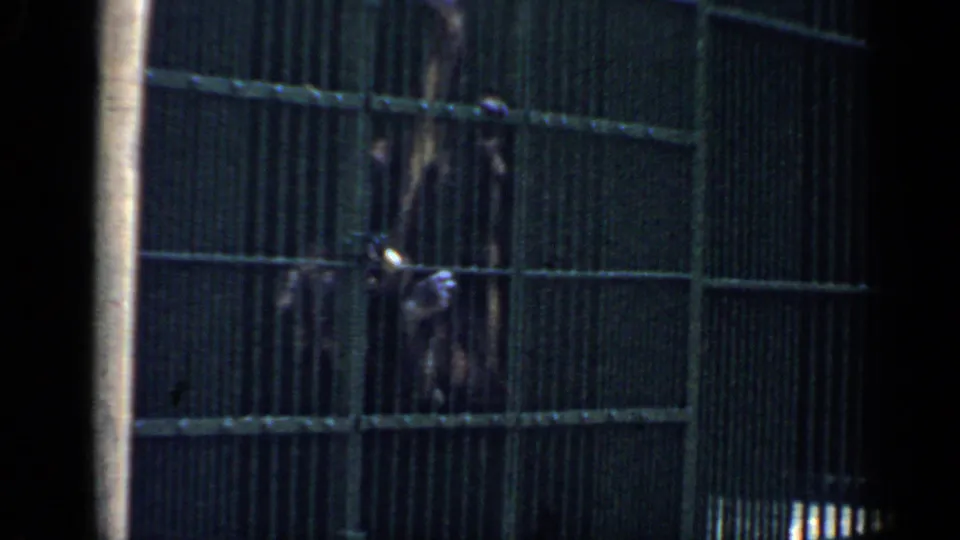 A monkey remains behind the lower bars of the cage as the home-movie camera holds steady.