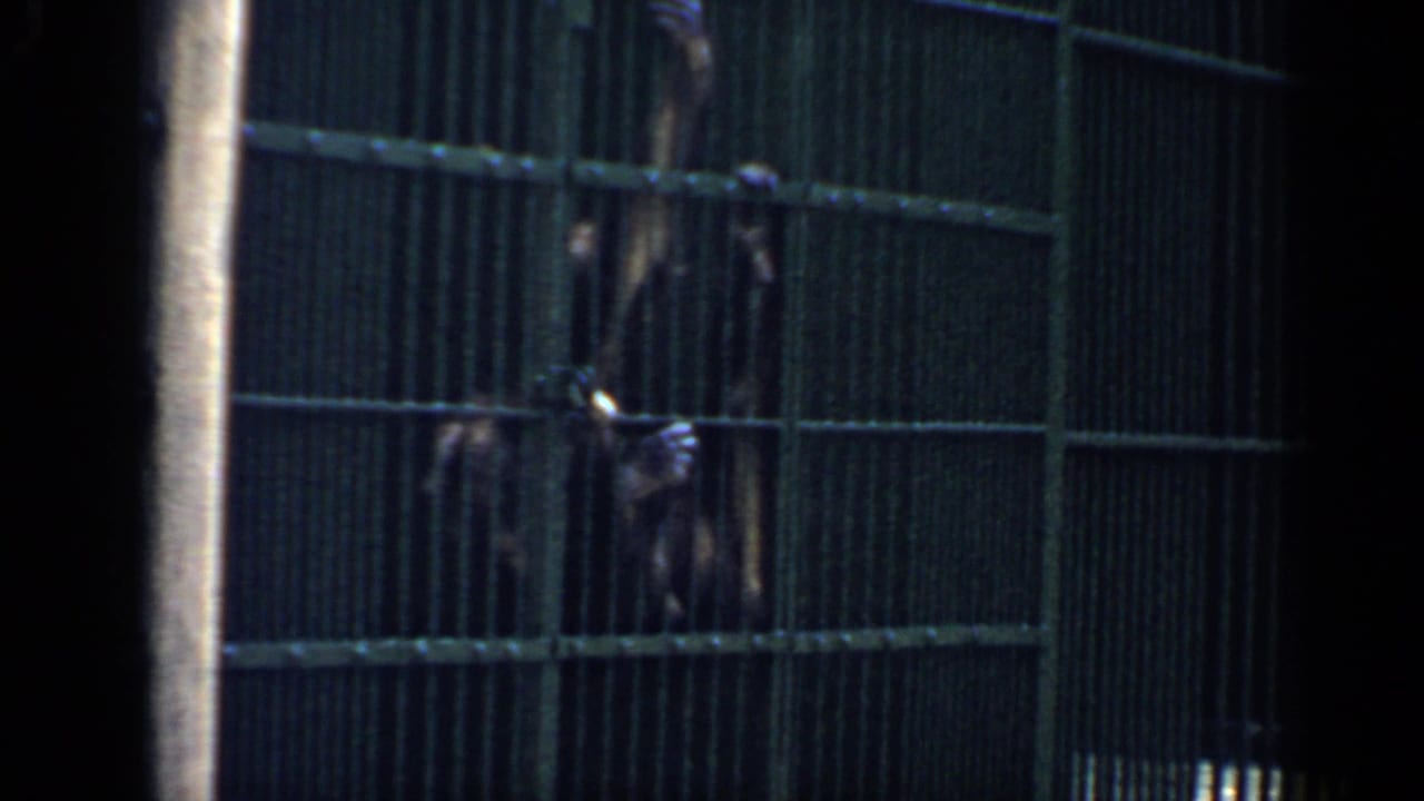 Chimpanzees behind green vertical bars in a dark zoo enclosure.