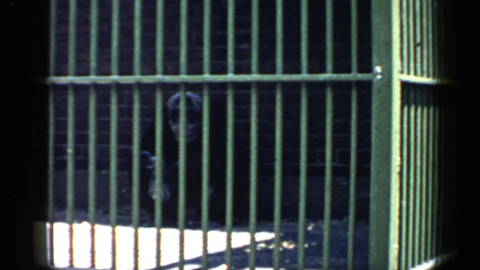 1957 Chicago zoo footage frame with a chimpanzee hanging behind green bars, partly lit by a bright patch inside the enclosure.