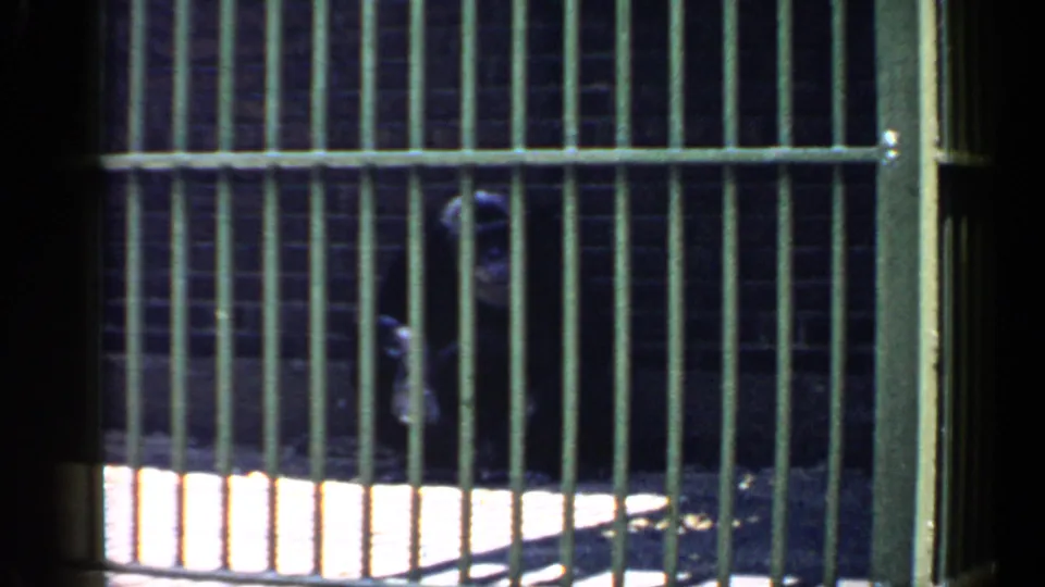 1957 Chicago home-movie frame showing a chimpanzee partially hidden behind closely spaced green enclosure bars.