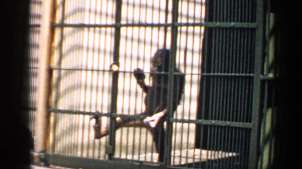 1957 Chicago zoo frame showing a chimpanzee seated and holding the bars in a brighter barred enclosure area.