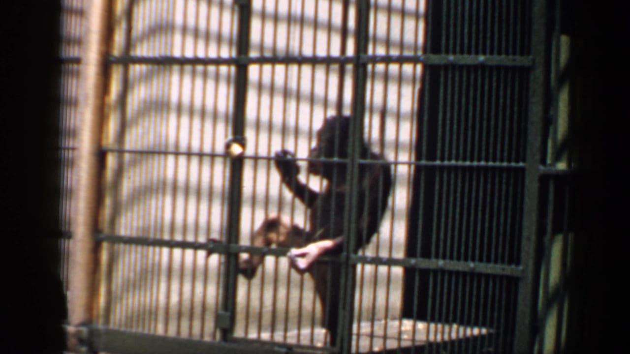 1957 Chicago home-movie frame showing a primate holding metal cage bars in a concrete zoo enclosure.