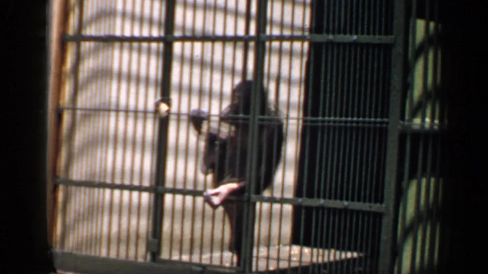 A primate remains behind metal bars in a Chicago zoo enclosure, seen through soft 8mm home-movie focus.
