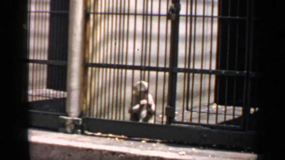 1957 8mm frame showing a small primate lower in the cage, with bars, concrete, and pavement visible.