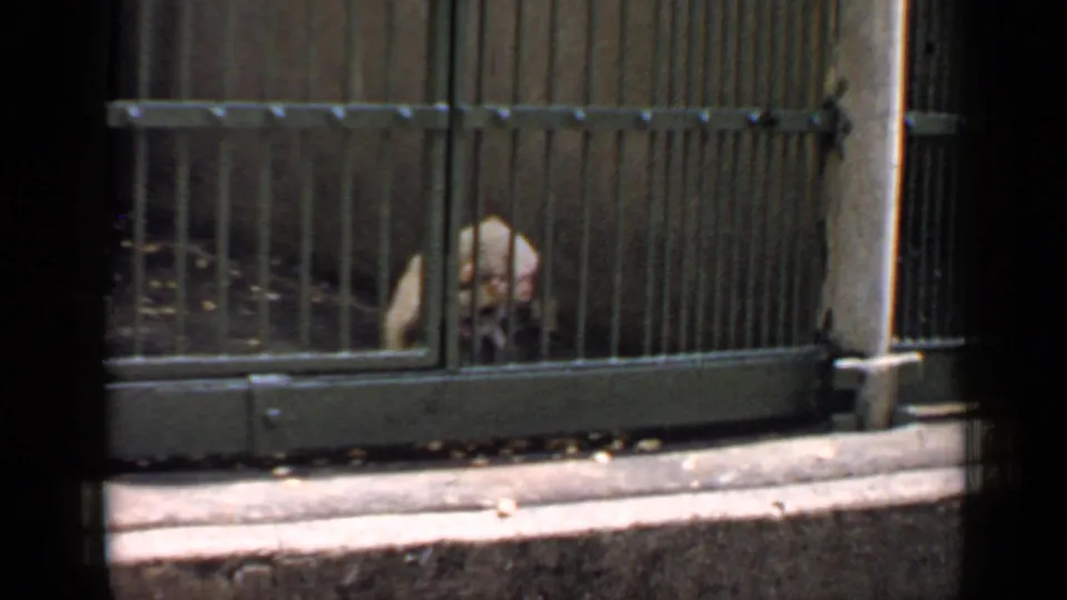 The primate crouches behind lower enclosure bars, framed by concrete and shadow in 1957 Chicago zoo footage.