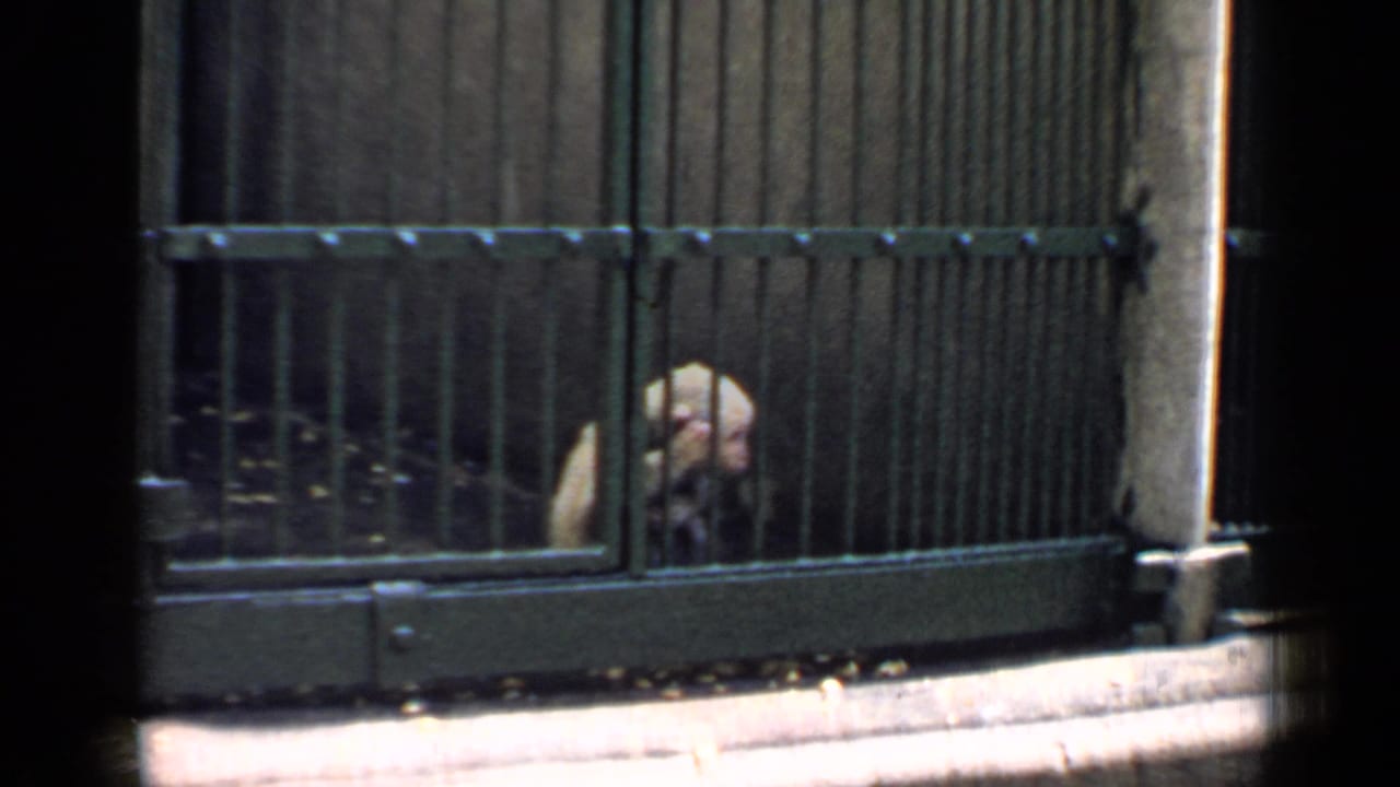 Small pale monkey behind dark metal bars in a zoo enclosure.