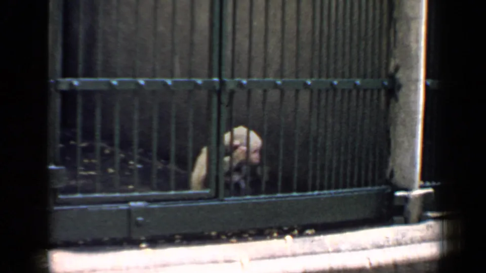 Small pale monkey partly obscured by dark green cage bars in 1957 Chicago zoo home-movie footage.