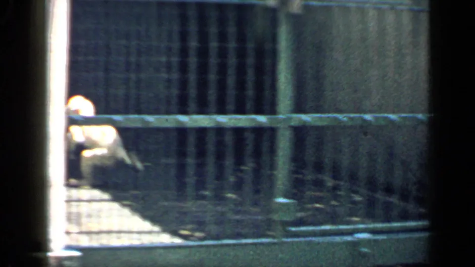 Small monkey visible in a barred zoo cage, seen from a static 8mm visitor viewpoint in Chicago, 1957.