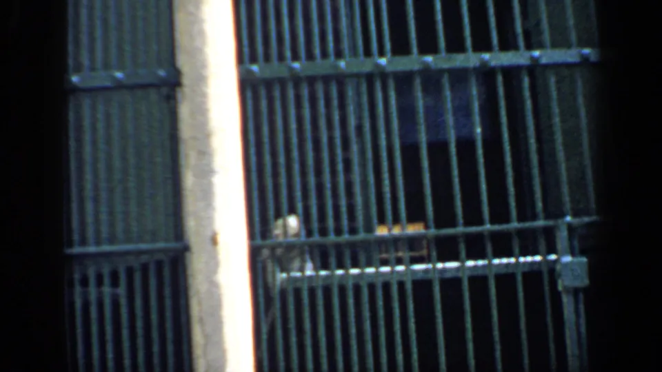 A small pale primate appears low behind angled bars in a 1957 Chicago zoo enclosure filmed on 8mm.
