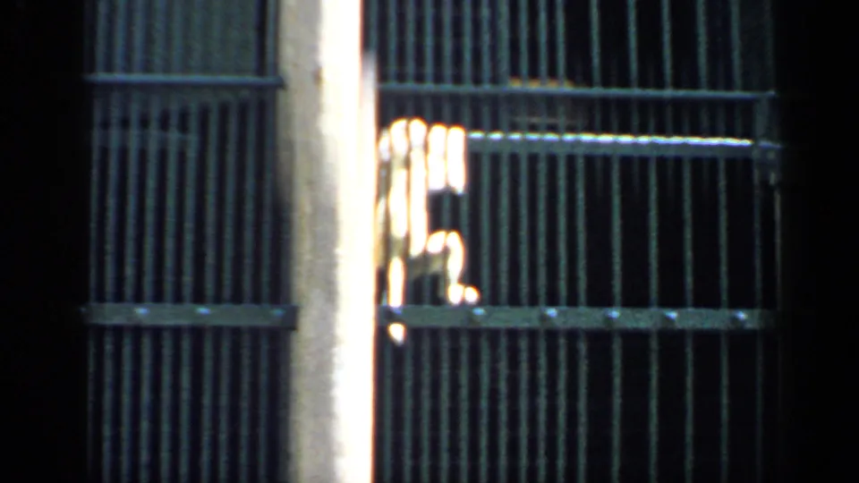 Small pale monkey stands close to the vertical bars of a Chicago zoo cage in 1957 home-movie footage.