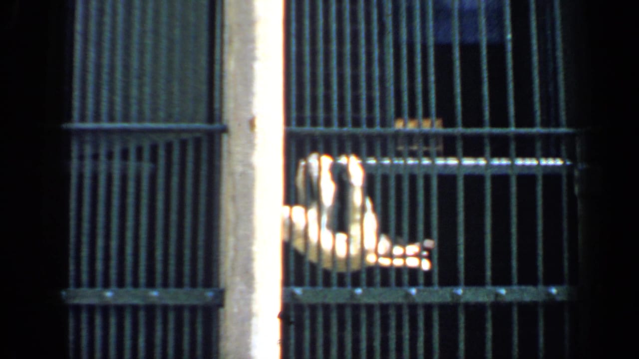 1957 Chicago zoo home-movie frame showing a monkey near vertical cage bars in a dim enclosure.