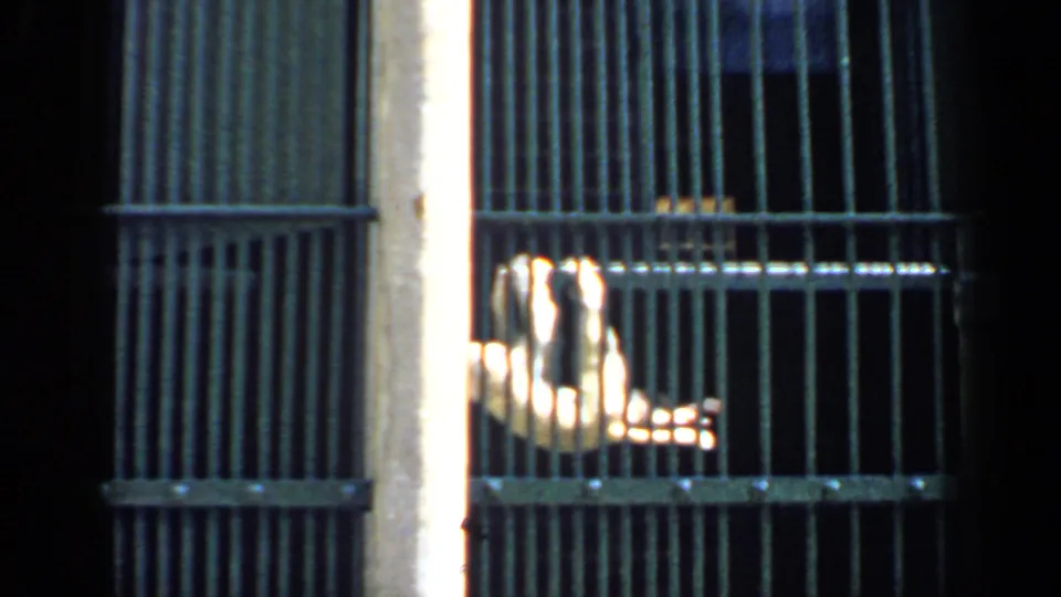 1957 Chicago zoo home-movie frame showing a monkey near vertical cage bars in a dim enclosure.