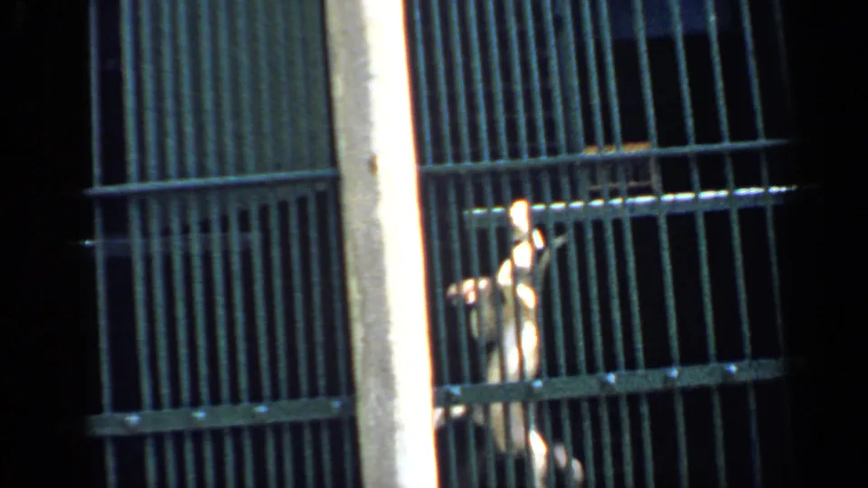 1957 Chicago zoo frame with a monkey upright against metal cage bars in low light.