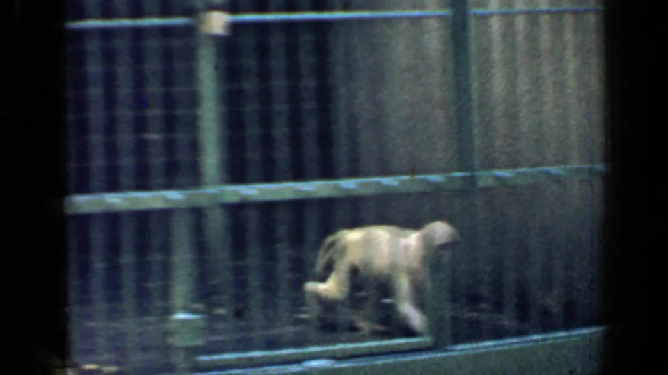 1957 Chicago zoo footage frame showing a monkey walking near the floor behind metal bars.