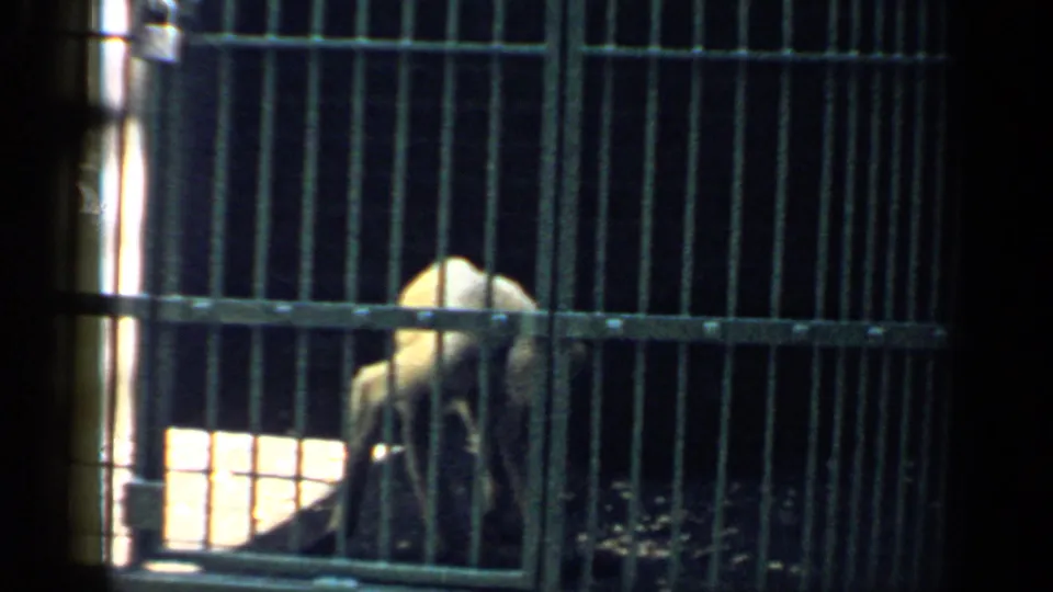 1957 Chicago zoo frame showing a monkey crouched near the floor inside a barred enclosure.