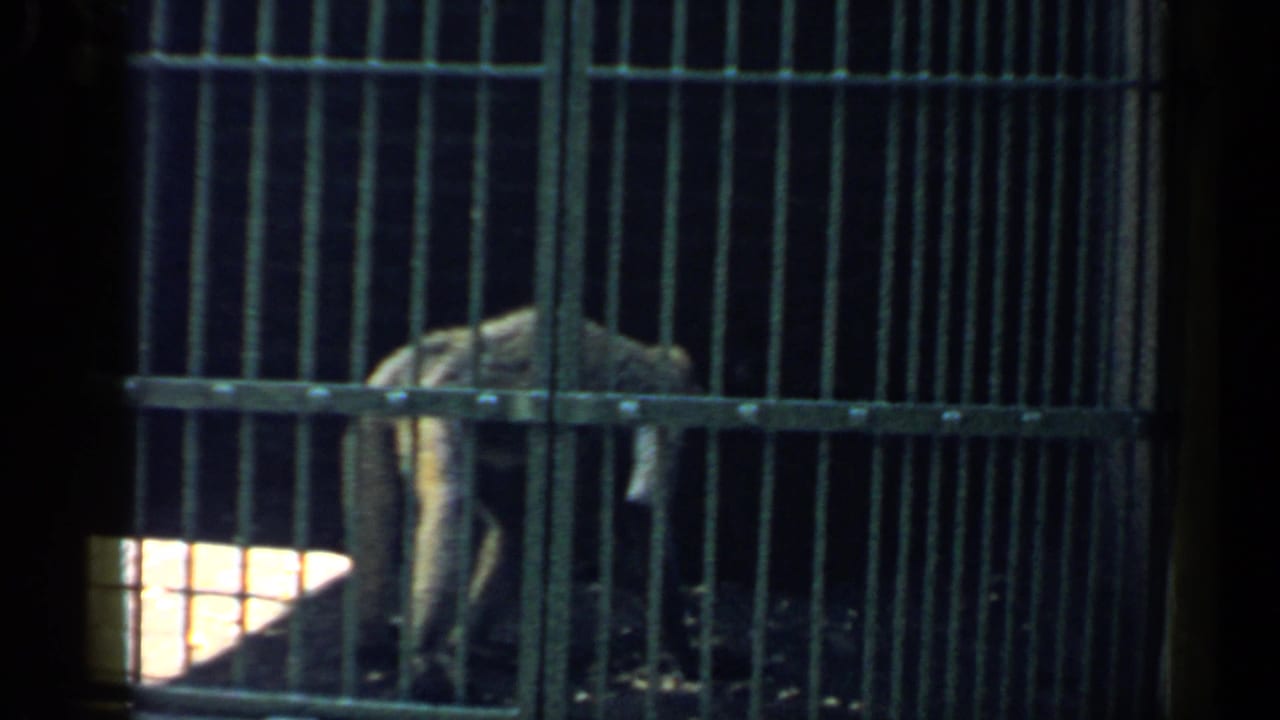 Monkey crouched behind vertical metal cage bars in a dim enclosure.