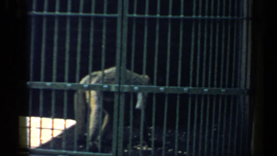 In 1957 Chicago home-movie footage, a monkey is partly visible behind dark vertical bars in a large animal cage.
