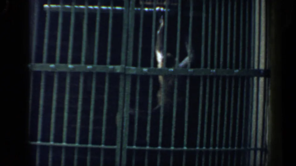 A dark barred cage section appears in the 1957 Chicago clip, with only a small part of the animal visible near the upper right.