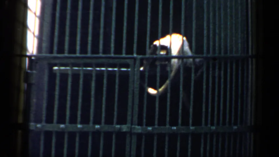 The monkey moves behind the enclosure bars, with its tail and part of its body visible near a smaller barred door.