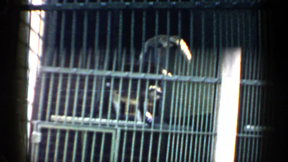 A monkey is visible behind the dark metal cage bars, perched or climbing within the enclosure in the 1957 Chicago home movie.