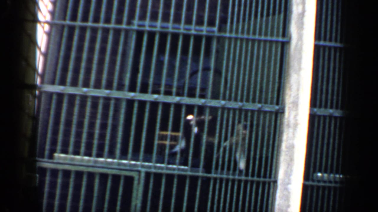 Monkey behind tall metal bars inside a zoo enclosure.