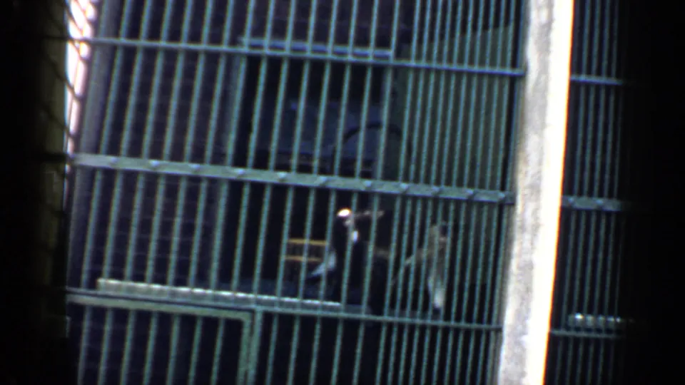 1957 Chicago zoo home-movie frame showing a monkey partly obscured by vertical metal cage bars.