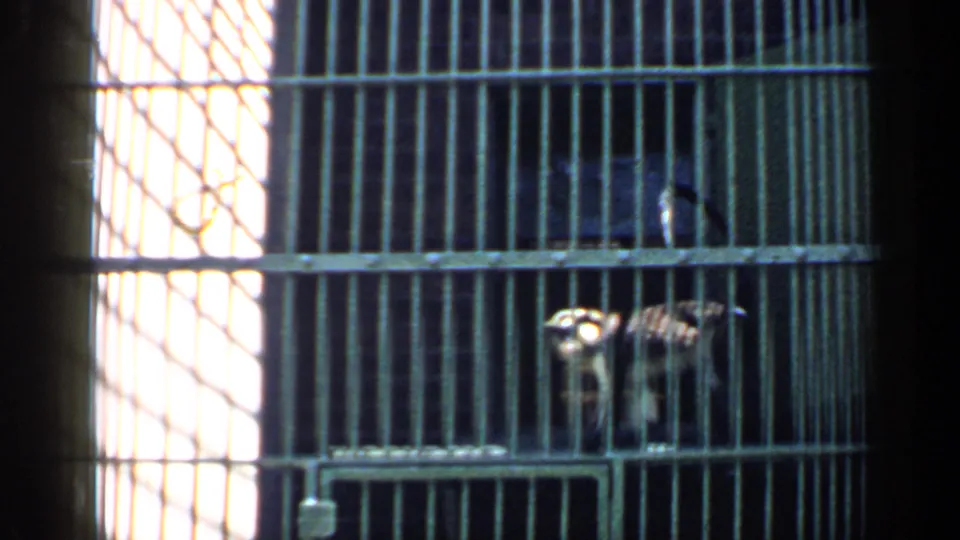 A monkey is visible behind vertical bars in a Chicago zoo enclosure, with bright light through the rear structure.