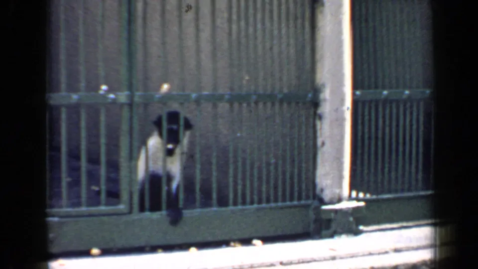 1957 8mm frame showing a dark-headed monkey standing behind a metal-barred door in a zoo cage.
