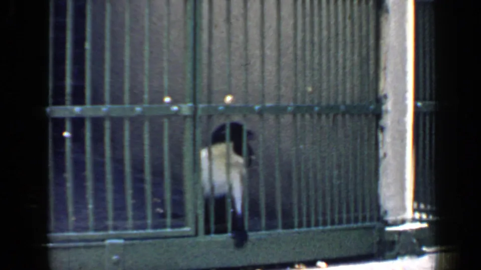 A monkey remains behind the lower bars of a Chicago zoo enclosure in faded 1950s 8mm footage.