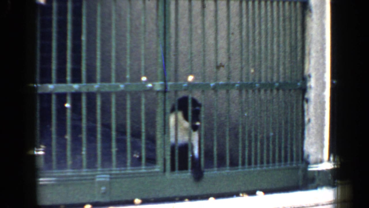 Monkey behind green metal bars in a dim zoo enclosure.
