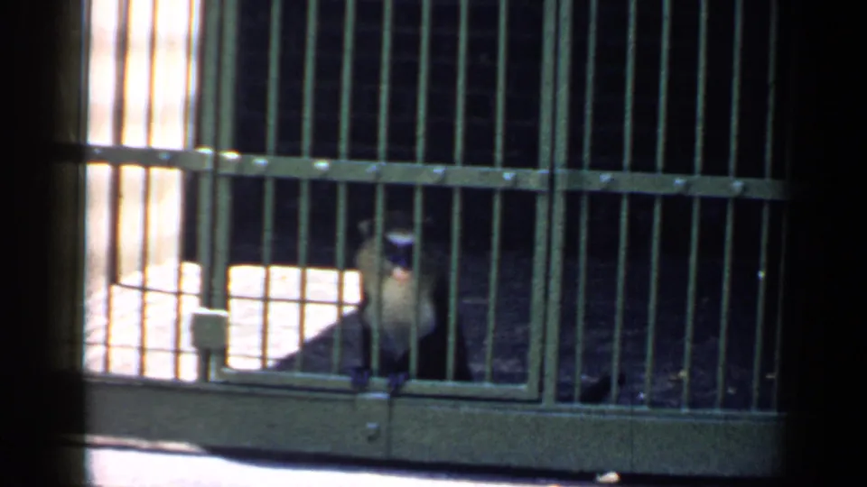 A pale-faced monkey sits behind green metal bars in a Chicago zoo enclosure filmed on 8mm in 1957.