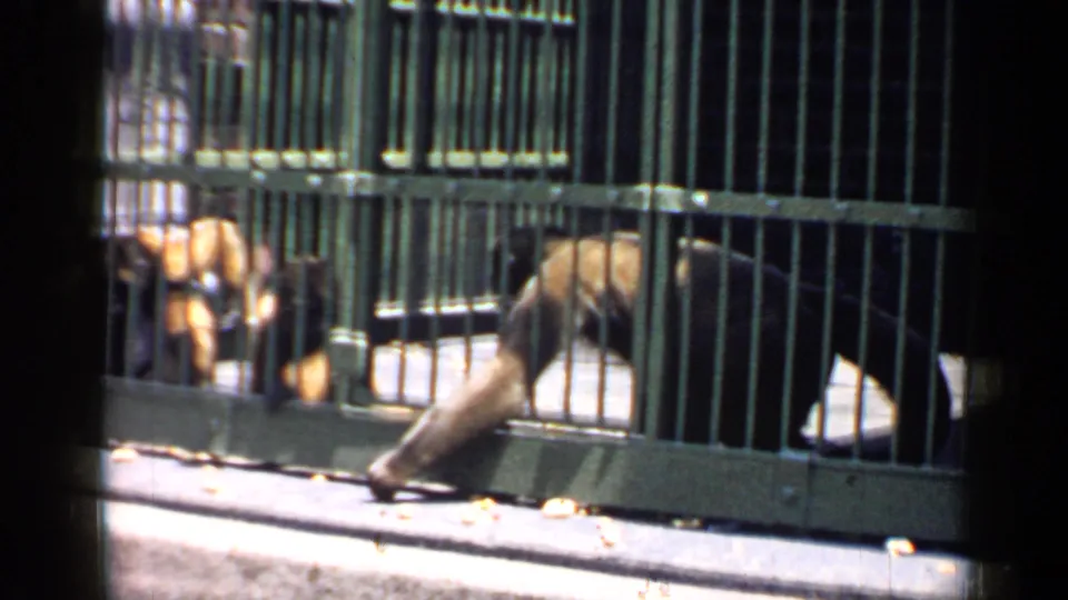 A monkey leans low behind the green enclosure bars, with concrete flooring and shadows visible in the 1957 Chicago footage.