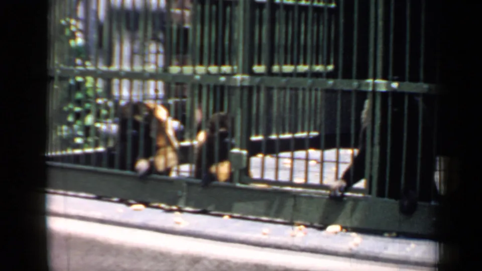 The monkey remains low behind the bars of the zoo enclosure, framed by handheld 8mm footage from Chicago in 1957.
