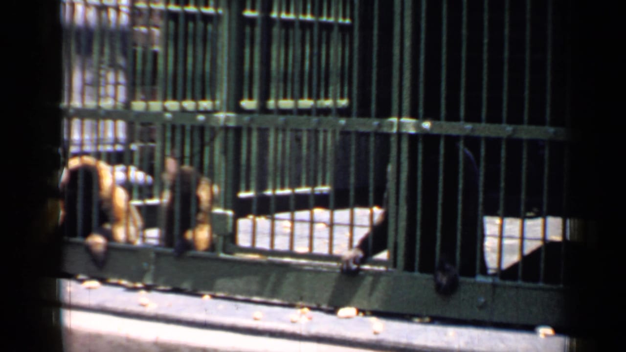 Three monkeys behind green cage bars in a sunlit zoo enclosure.