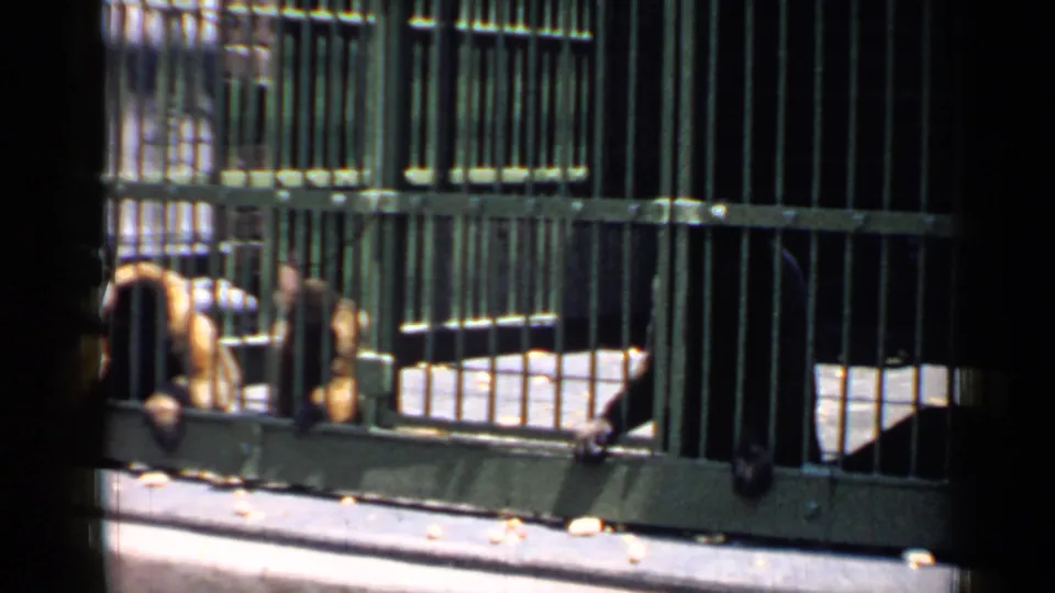 1957 Chicago zoo home-movie frame showing three monkeys behind green metal bars in a caged enclosure.