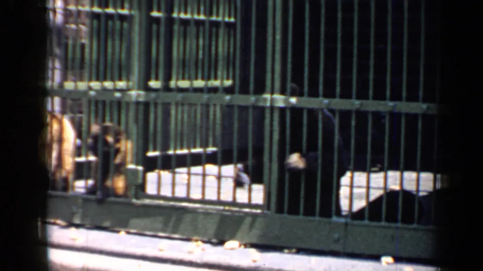 1957 Chicago zoo frame with monkeys visible behind green metal cage bars and a shaded enclosure interior.