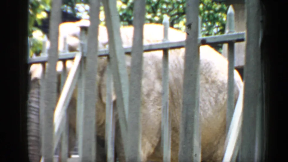 1957 Chicago zoo home-movie frame showing a large elephant partly hidden behind pale vertical fencing.