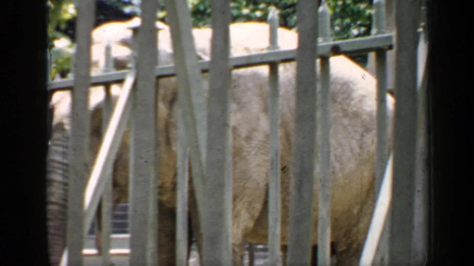 1957 Chicago zoo frame with a large elephant behind pale fencing, filmed from a visitor viewpoint.