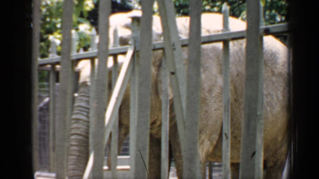 Elephant standing behind vertical metal bars in an outdoor enclosure.