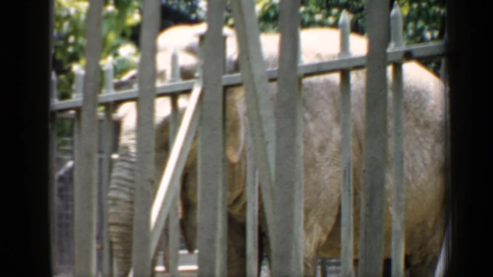 Elephant in a Chicago animal enclosure, filmed through pale vertical bars on 8mm home-movie stock.