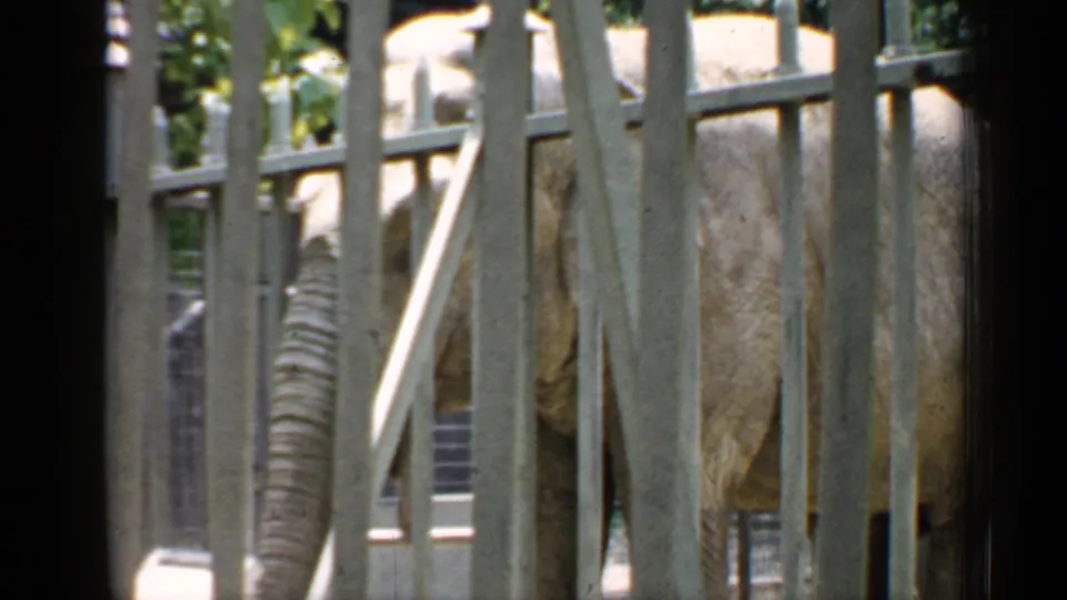 Handheld 1957 zoo footage frames the elephant closely behind metal bars and railings.