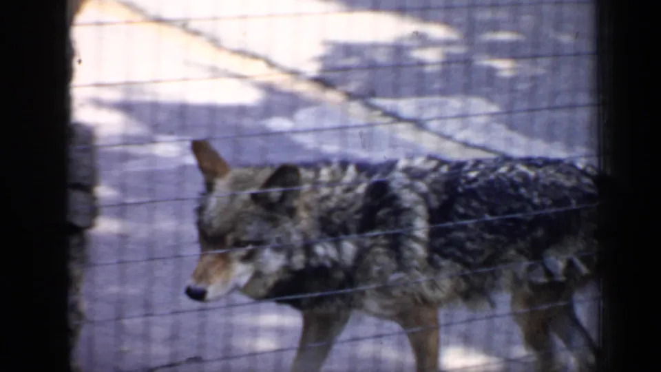A wolf-like animal moves forward in a wire enclosure in 1957 Chicago zoo-style home-movie footage.
