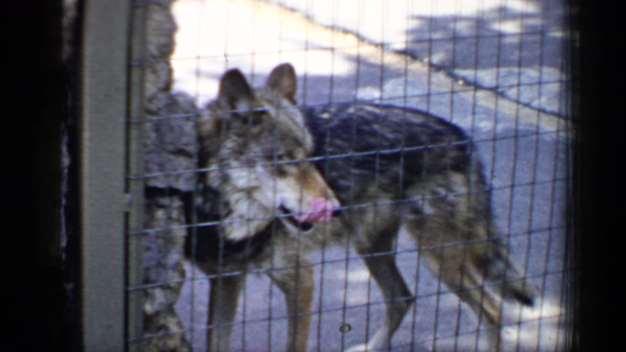 Coyote-like animal pacing behind wire mesh in a concrete zoo enclosure.