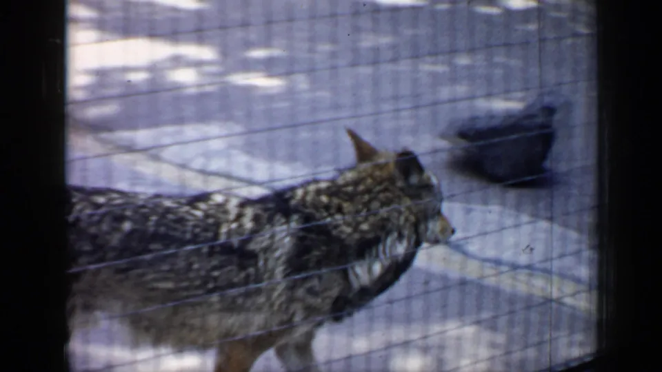 The canid moves across a fenced zoo pen, filmed through wire mesh with faded 8mm color and soft focus.