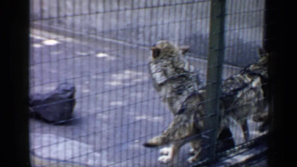 Two partial views of the canid appear near the cage corner, with a dark pan on the concrete floor in the enclosure.